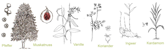 bedeutende Gewürze